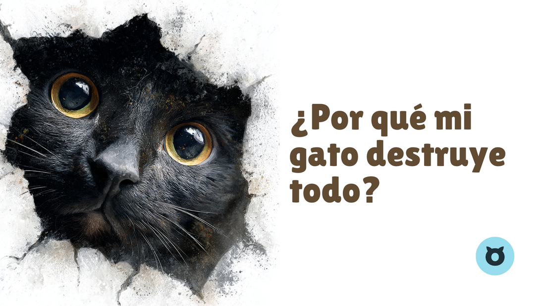 Mi Gato Destruye Todo: Entendiendo El Aburrimiento Y La Falta De Estímulos