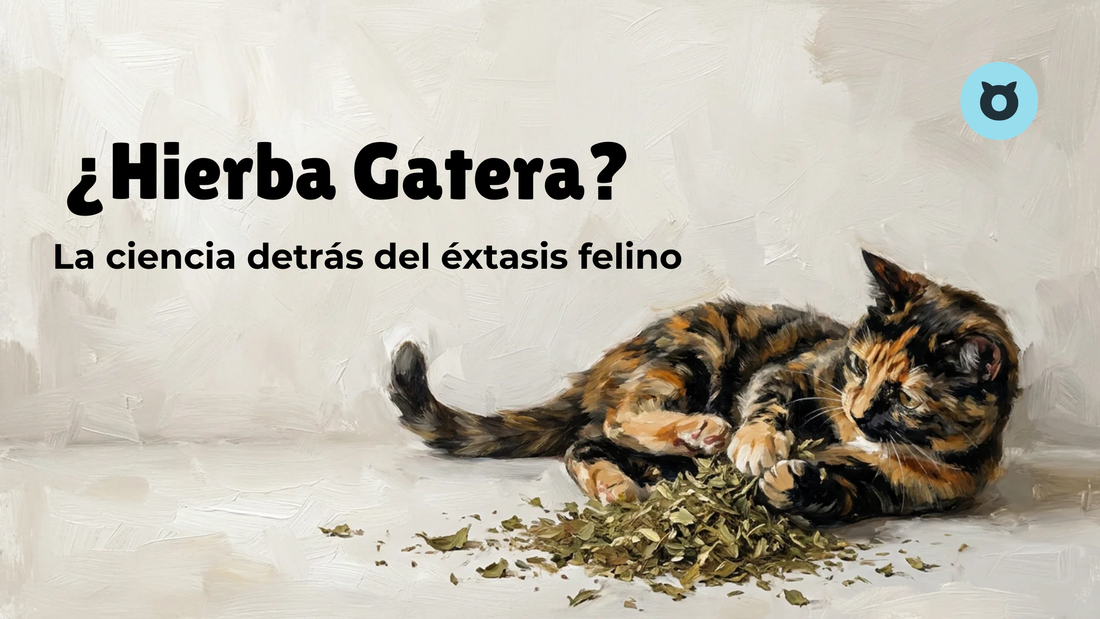 ¿Qué Es Catnip o Hierba Gatera?
