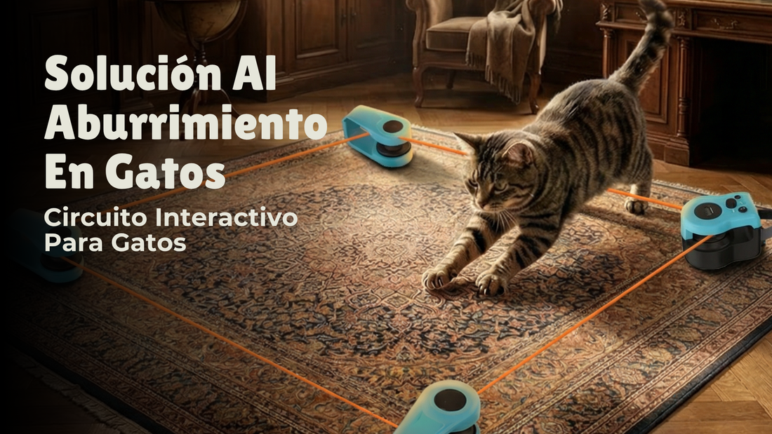 Circuito Interactivo Para Gatos Antiaburrimiento