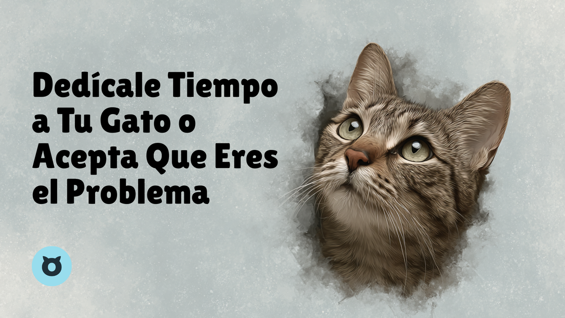 Tu Gato No Te Deja Dormir Y Tú Eres El Culpable