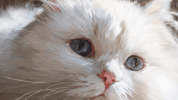 Juguetes Seguros Para Gatos: Guía Completa Para La Seguridad De Tu Felino