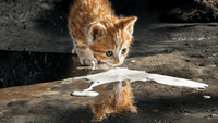 Tu Gato No Te Deja Dormir Y Tú Eres El Culpable