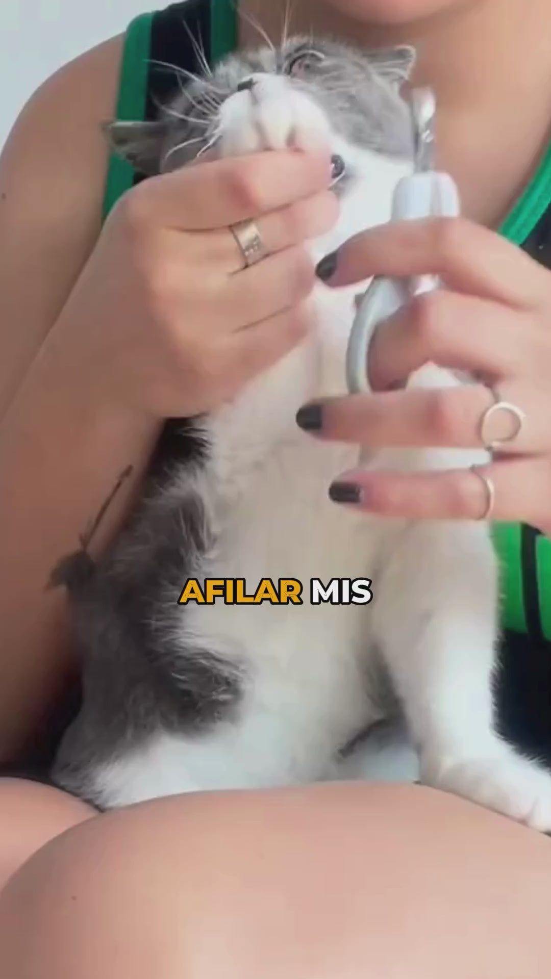 La Zona Permitida | Alfombra rascadora para gatos