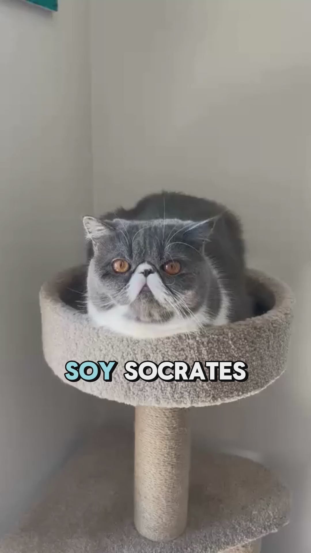 Cargar video: 
