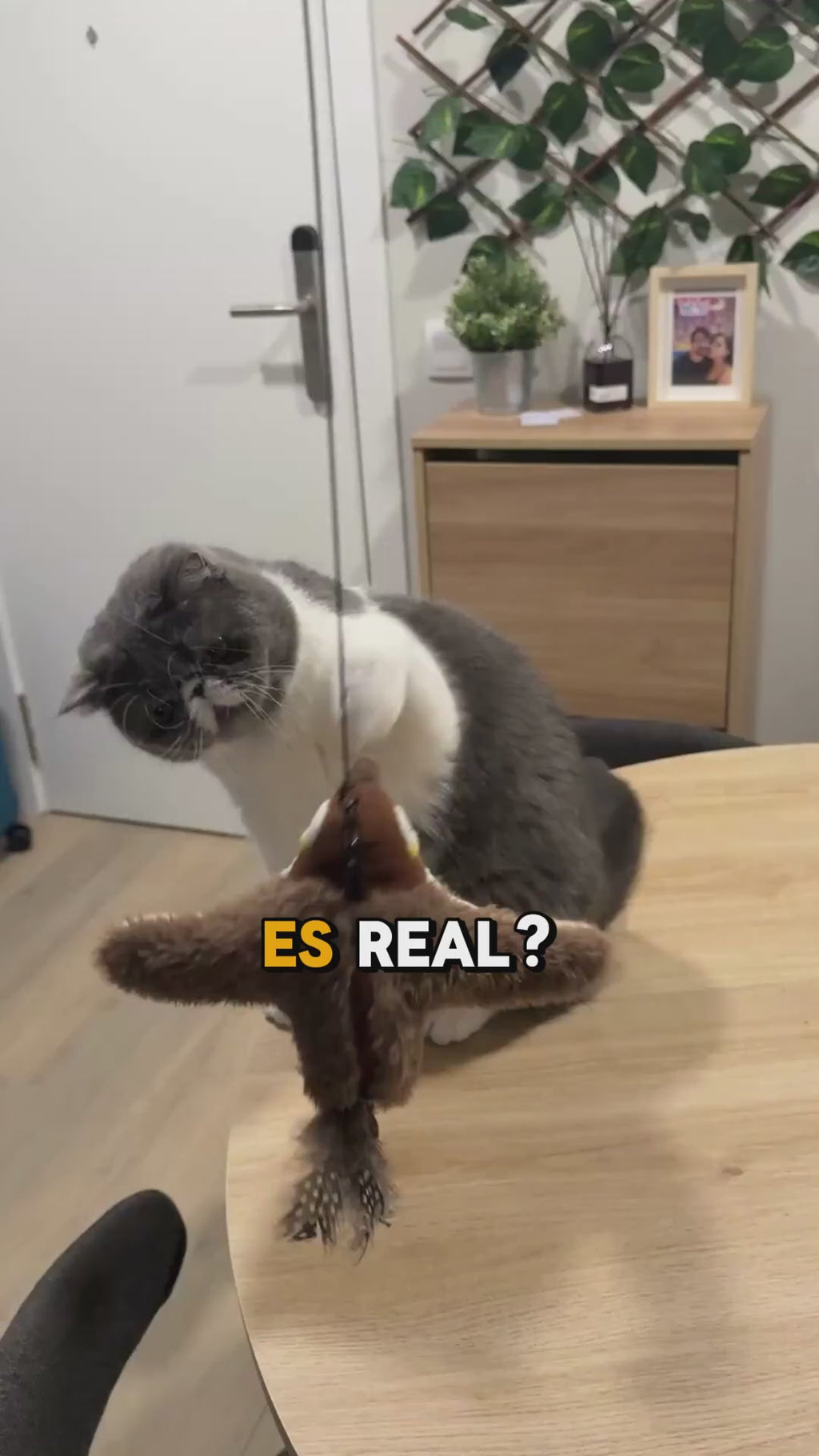 El Pajaro Inmortal | Peluche con Movimiento y Sonido Para Gatos